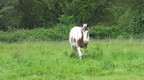 Cheval